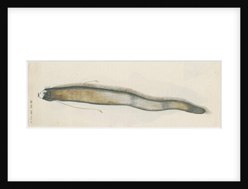 'Le Roi des Harengs' [Oarfish] by Anonymous