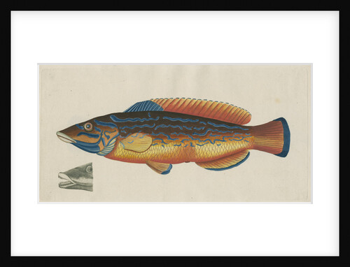 'Le Paon Bleu' [Cuckoo wrasse] by Anonymous