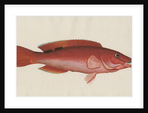 'Paon Rouge' [Cuckoo wrasse] by Anonymous