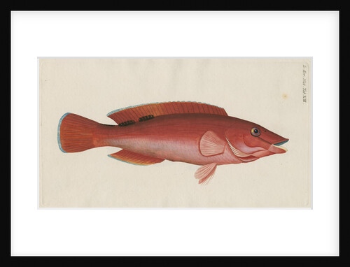 'Paon Rouge' [Cuckoo wrasse] by Anonymous