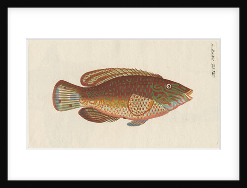 'Le Rone, ou la Carousse de Mer' [Corkwing wrasse] by Anonymous