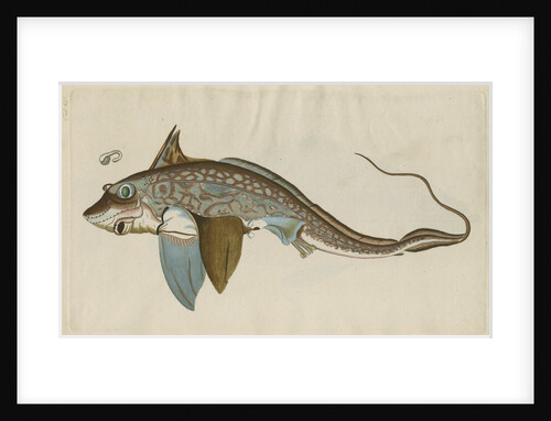 'La Chimere' [Rabbitfish] by Anonymous