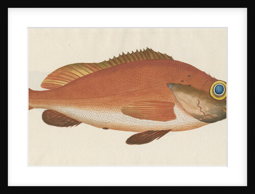 'Perche Rouge ou Norvegienne' [Rose fish] by Anonymous