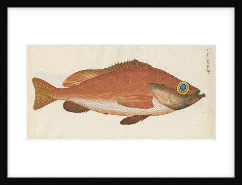 'Perche Rouge ou Norvegienne' [Rose fish] by Anonymous