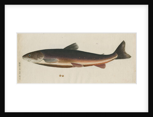 'L'Omble, La Roie, ou Salmomet des Alpes' [Arctic char] by Anonymous