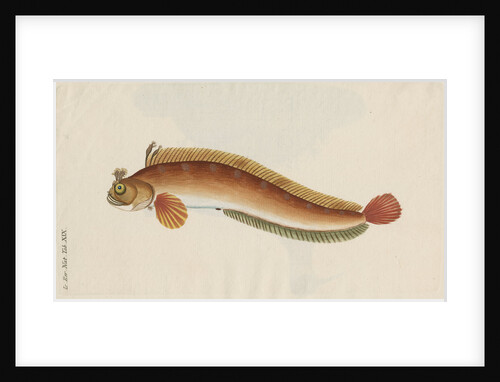 'Brosme Toupee, or Galerite' [Blenny] by Anonymous