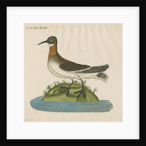 'Le Coq Dodin' [Red-necked phalarope] by Anonymous