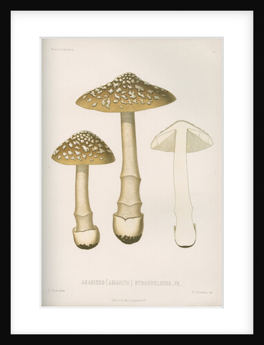 'Agaricus (Amarnita) Strangulaus' [Snakeskin Grisette mushroom] by Abraham Lundquist & Company