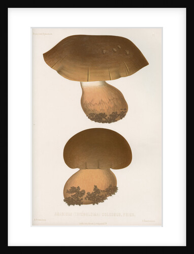 'Agaricus (Tricholoma) Colossus' [Giant Knight mushroom] by Abraham Lundquist & Company