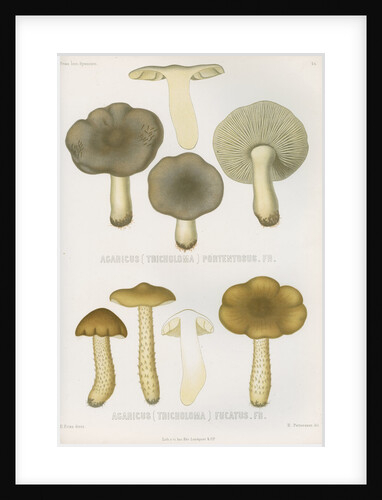 'Agaricus (Tricholoma) Portentosus' [Dingy Agaric mushroom] and 'Agaricus (Tricoloma) Fucatus' by Abraham Lundquist & Company