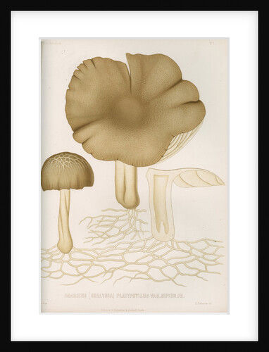 'Agaricus (Collybia) Platyphyllus' [mushrooms] by Abraham Lundquist & Company