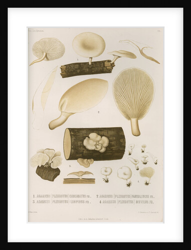 Specimens of Pleurotus [Oyster mushrooms] by Abraham Lundquist & Company