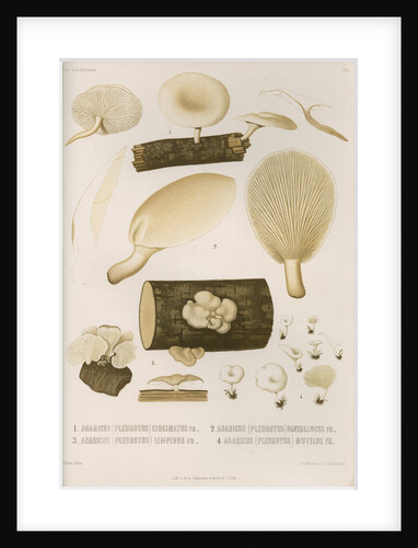 Specimens of Pleurotus [Oyster mushrooms] by Abraham Lundquist & Company