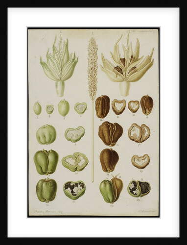 Wheat infested with Vibrio tritici by Franz Andreas Bauer