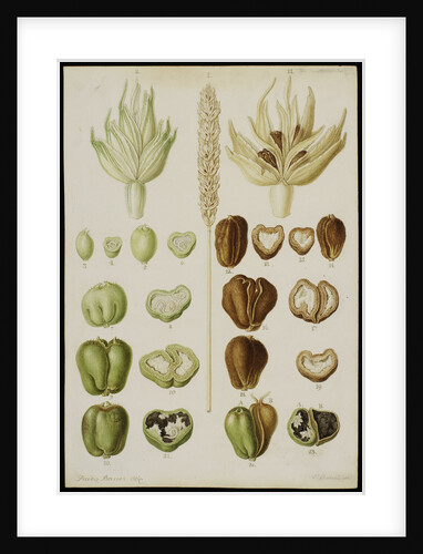 Wheat infested with Vibrio tritici by Franz Andreas Bauer