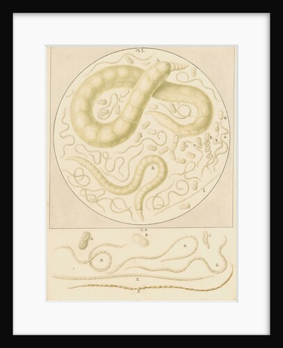 Vibrio tritici nemotode worms by Franz Andreas Bauer