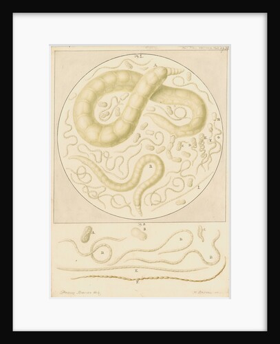 Vibrio tritici nemotode worms by Franz Andreas Bauer