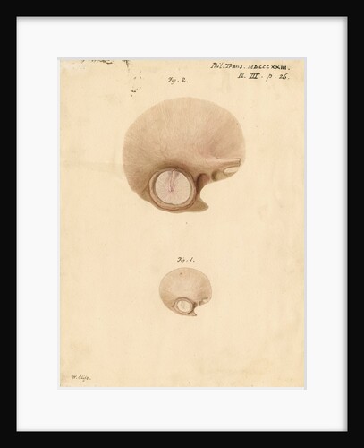 The human eardrum by William Clift