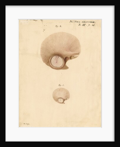 The human eardrum by William Clift
