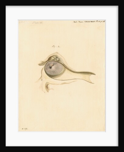 Indian elephant eardrum by William Clift