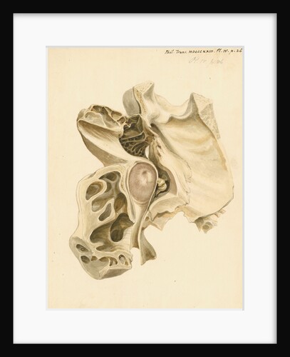 Indian elephant eardrum and mastoid cells by William Clift
