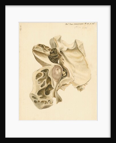 Indian elephant eardrum and mastoid cells by William Clift