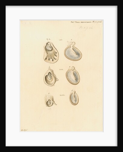 Eardrums of cattle, deer and hare by William Clift