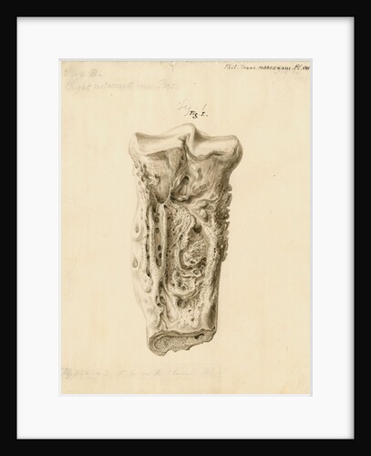Fossil metatarsal bone of a bos by William Clift