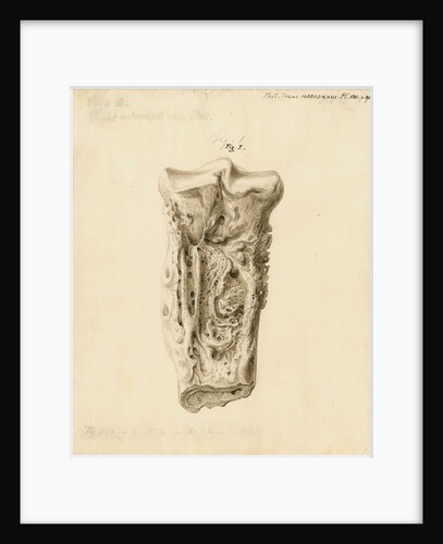 Fossil metatarsal bone of a bos by William Clift