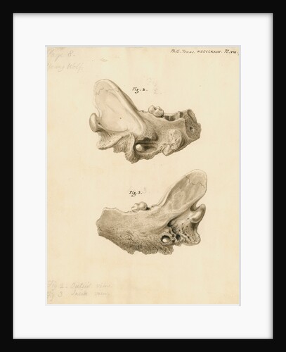 Fossil wolf jawbone by William Clift