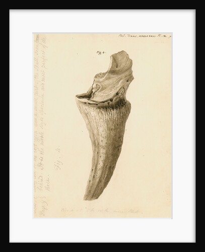 Fossil horn core of a bos by William Clift
