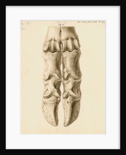 Fossil metacarpal bones of a bos by William Clift