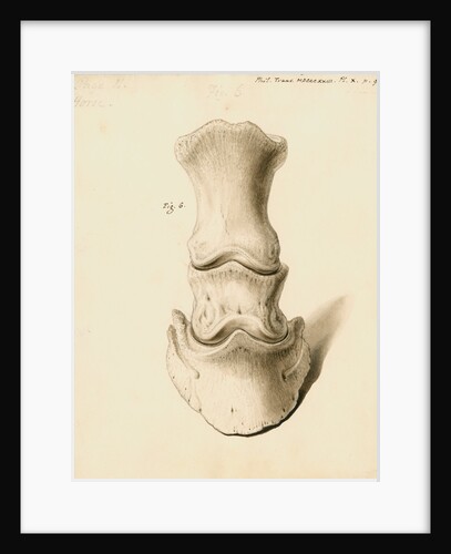 Fossil horse foot by William Clift