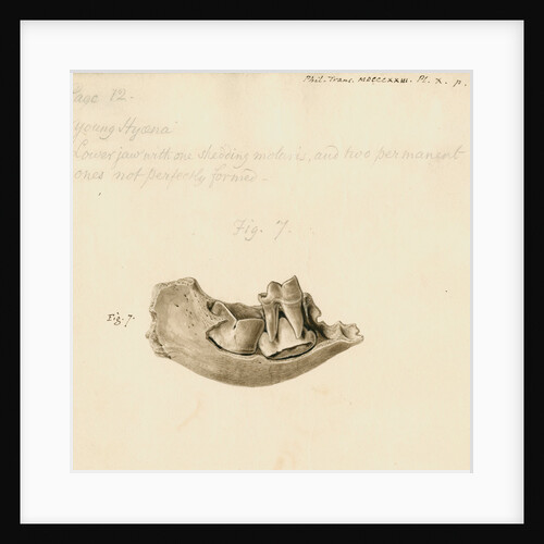 Fossil hyena jaw by William Clift