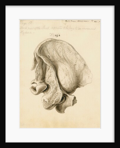 Fossil hyaena skull by William Clift