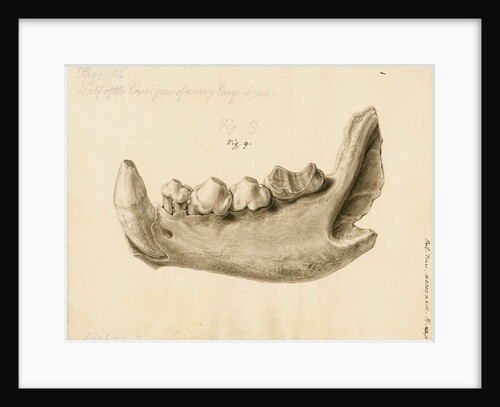 Fossil hyaena jaw by William Clift