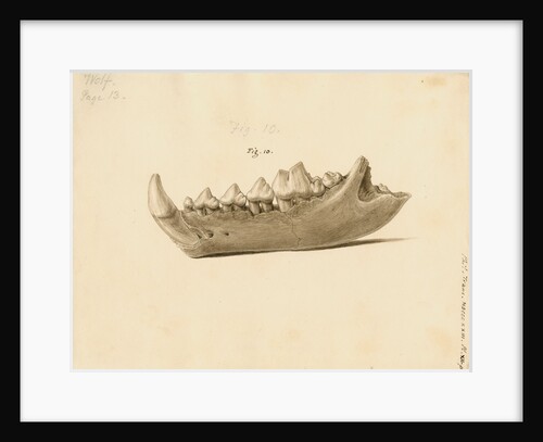 Fossil wolf jaw by William Clift