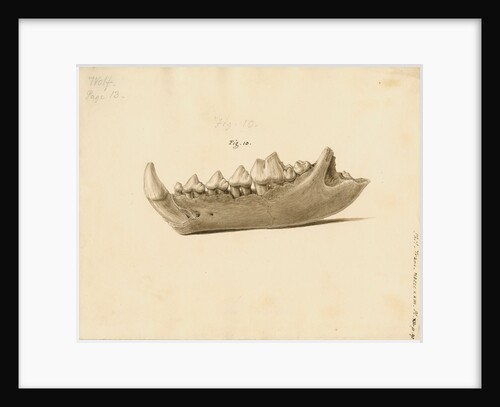 Fossil wolf jaw by William Clift