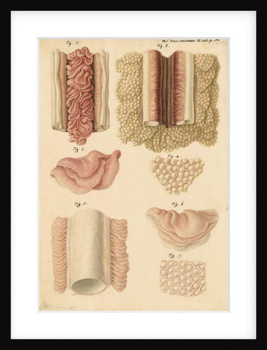 Ovaries and testes of the lamprey and conger eel by Franz Andreas Bauer