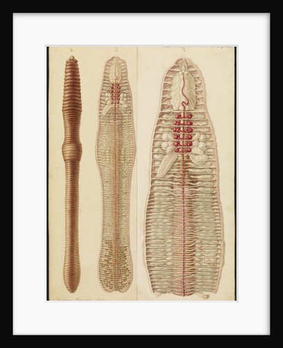 Earthworm by Franz Andreas Bauer