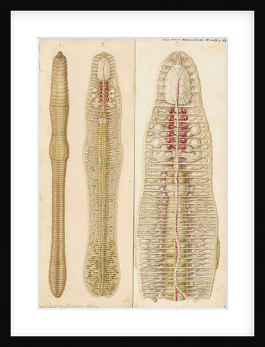 Earthworm by Franz Andreas Bauer