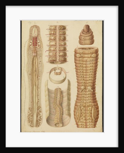 Earthworm by Franz Andreas Bauer