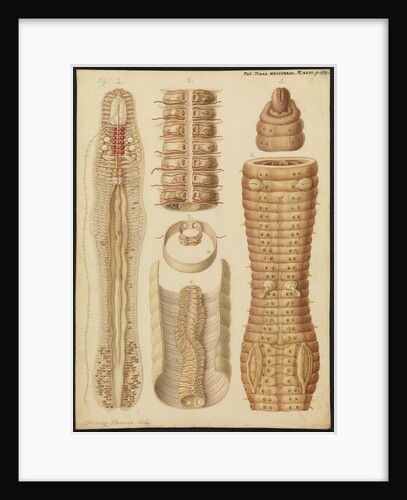 Earthworm by Franz Andreas Bauer