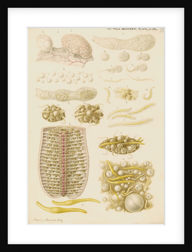Earthworm eggs and their development by Franz Andreas Bauer