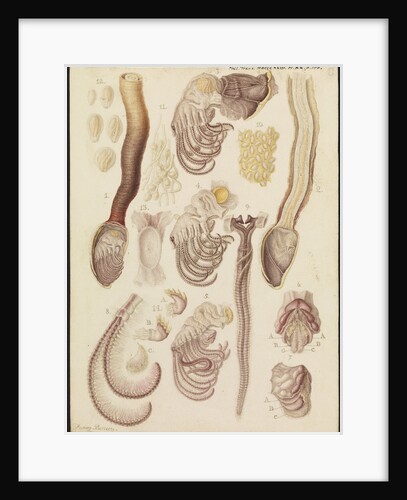 Barnacles by Franz Andreas Bauer