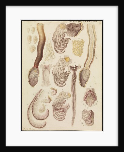 Barnacles by Franz Andreas Bauer