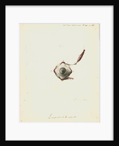 The human eye by Charles Bell