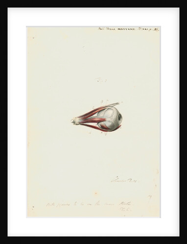 The human eye by Charles Bell