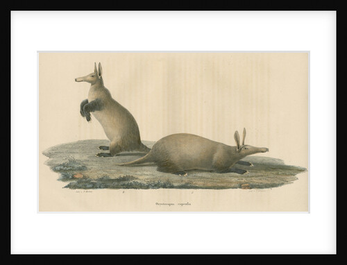 'Orycteropus capensis' [Aardvark] by F Keller
