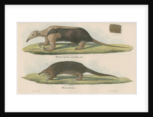 'Myremecophaga tamandua' [Giant anteater] and 'Manis javanica' [Sunda pangolin] by F Keller